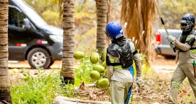 PepsiCo fará agrofloresta com cacau e coco no sertão do Nordeste