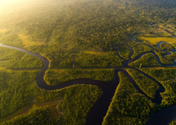 Fundo de pensão do Canadá entra em projeto de crédito de carbono na Amazônia