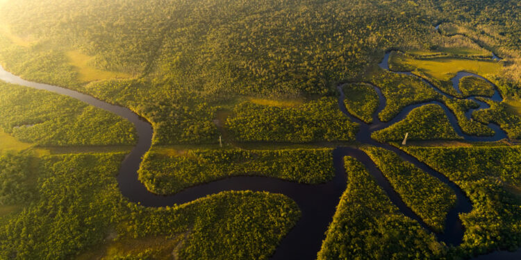 Fundo de pensão do Canadá entra em projeto de crédito de carbono na Amazônia