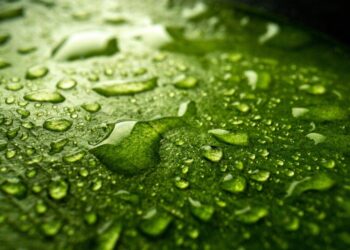 Empresários alemães chegam ao Ceará para conhecer oportunidades de compra futura de hidrogênio verde