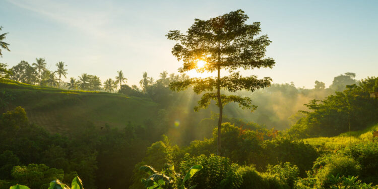 Emissões de carbono do Brasil caem 8% em 2022