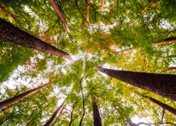 Mesmo com pontas soltas, PL do Mercado de Carbono é bem recebido por especialistas