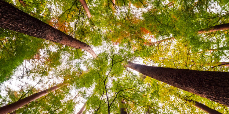 Mesmo com pontas soltas, PL do Mercado de Carbono é bem recebido por especialistas