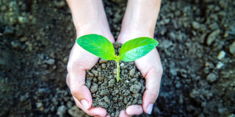 O plano do Acre para vender um novo tipo de crédito de carbono