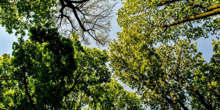 Com R$ 187 mi, re.green estreia crédito do BNDES para reflorestamento