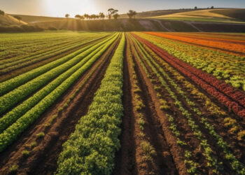 De olho no agro e na alta renda, BB estrutura equipe dedicada à gestão de fundos exclusivos 