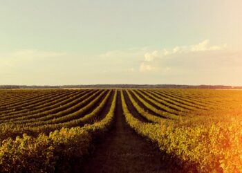Quais são as melhores áreas do agronegócio para investir em 2024?