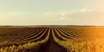 Quais são as melhores áreas do agronegócio para investir em 2024?