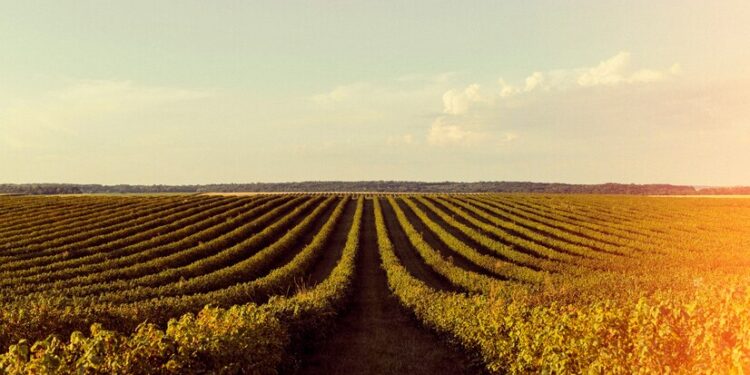 Quais são as melhores áreas do agronegócio para investir em 2024?