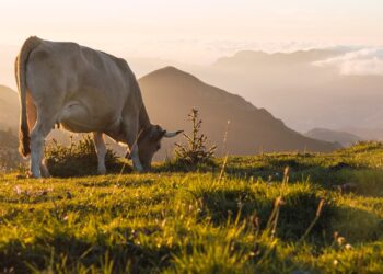 JBS (JBSS3): Ciclo desfavorável do gado nos EUA pressiona balanço; o que esperar?