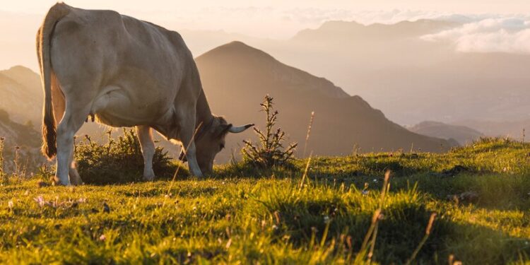JBS (JBSS3): Ciclo desfavorável do gado nos EUA pressiona balanço; o que esperar?