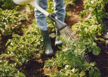 Agricultura de Precisão: mais que uma tecnologia, um investimento no agro brasileiro