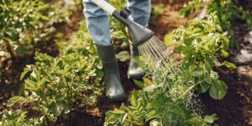 Agricultura de Precisão: mais que uma tecnologia, um investimento no agro brasileiro