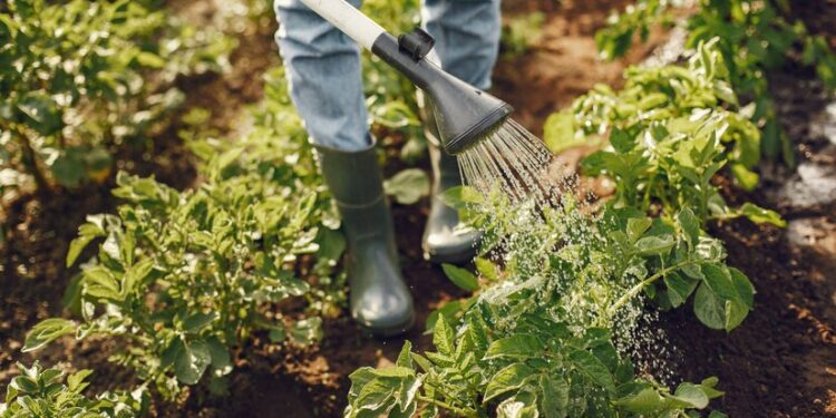 Agricultura de Precisão: mais que uma tecnologia, um investimento no agro brasileiro