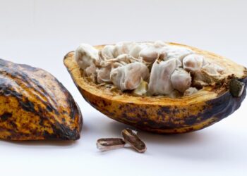 Cacau Show investirá R$ 1 bilhão para a produção de cacau no Brasil, diz CEO