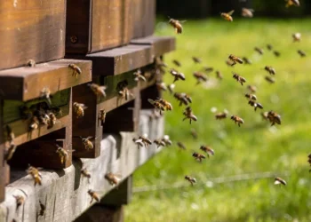 A startup que quer ajudar o agro a deixar de ser vilão das abelhas