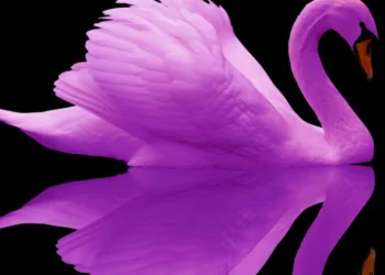 “Cisne roxo”- Nubank comunica ao mercado que vai entrar no mercado de  telecom