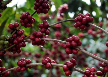 Café robusta sobe quase 5% e atinge pico em três semanas