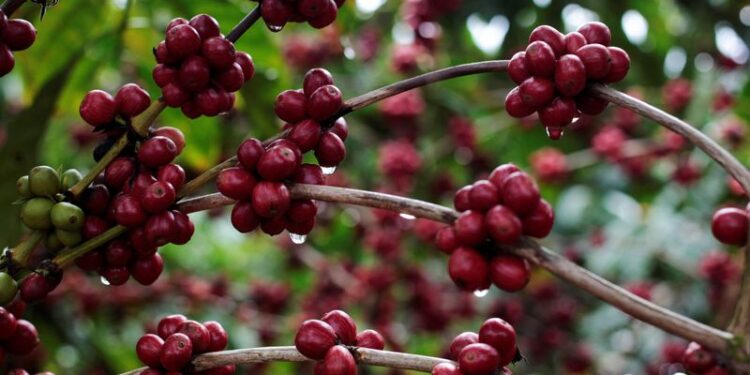 Café robusta sobe quase 5% e atinge pico em três semanas