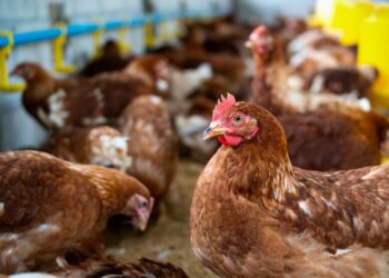 Com rodada de R$ 50 mi, Raiar quer dobrar negócio de ovos orgânicos