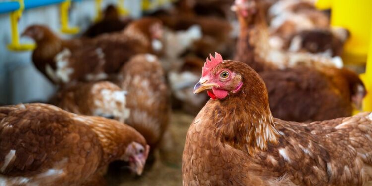 Com rodada de R$ 50 mi, Raiar quer dobrar negócio de ovos orgânicos