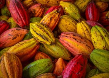 Fundo de biodiversidade chega a R$ 85 milhões investidos na Amazônia