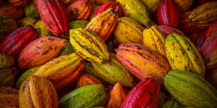 Fundo de biodiversidade chega a R$ 85 milhões investidos na Amazônia