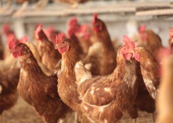 Ceará é destaque na produção de frango e suíno no 1° trimestre de 2024