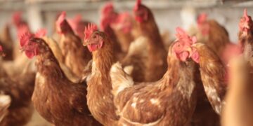 Ceará é destaque na produção de frango e suíno no 1° trimestre de 2024