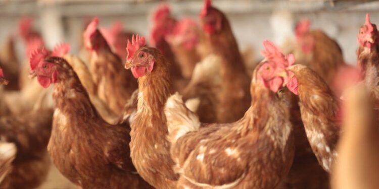 Ceará é destaque na produção de frango e suíno no 1° trimestre de 2024