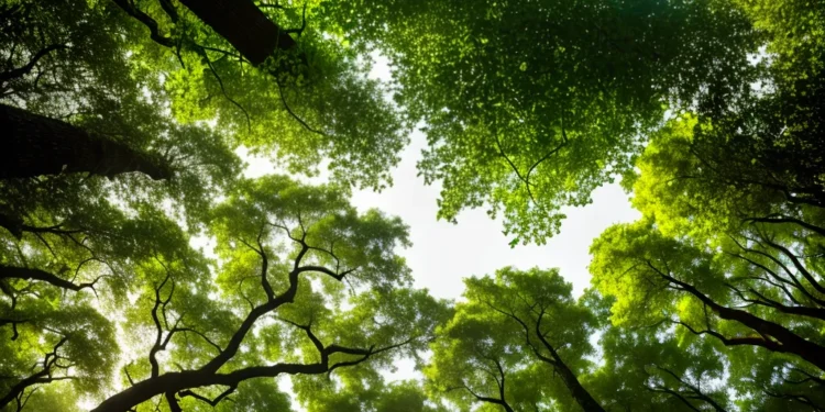 Brasil explica proposta de fundo global de bilhões para proteger florestas tropicais