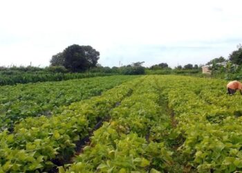 Agricultura familiar contará com mais recursos do FNE ano novo Plano Safra