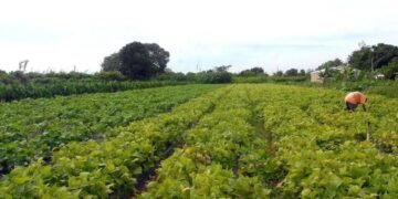 Agricultura familiar contará com mais recursos do FNE ano novo Plano Safra