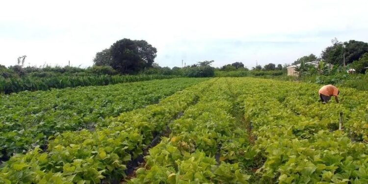 Agricultura familiar contará com mais recursos do FNE ano novo Plano Safra