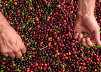 Nestlé lançou um novo café no Brasil com foco no clima