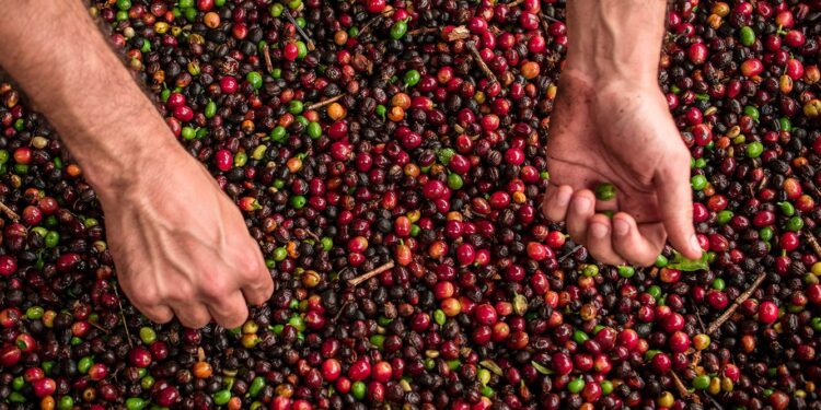 Nestlé lançou um novo café no Brasil com foco no clima