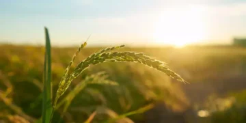 A fase de direitos de preferência da 4ª oferta gera R$ 22,6 milhões para SNAG11