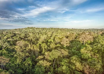 A Startup que visa introduzir a Amazônia na bolsa de valores canadense
