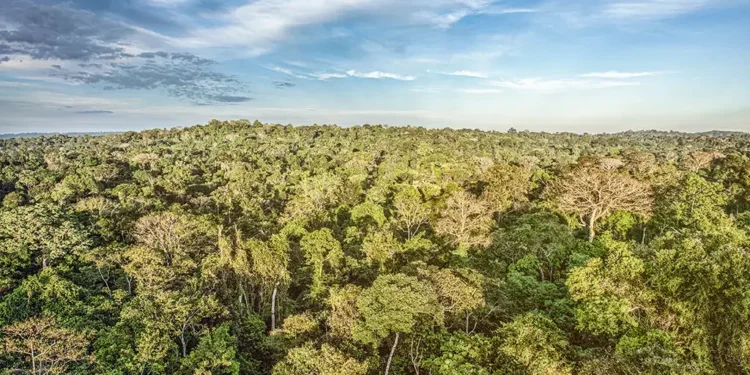 A Startup que visa introduzir a Amazônia na bolsa de valores canadense