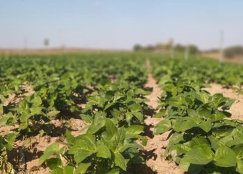 Projetos de agricultura sustentável no Ceará podem concorrer a até R$ 900 mil em chamada pública; veja a iniciativa do BNDES