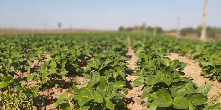 Projetos de agricultura sustentável no Ceará podem concorrer a até R$ 900 mil em chamada pública; veja a iniciativa do BNDES