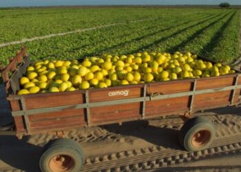 Ceará atinge a quarta posição em exportações no Nordeste por meio da fruticultura