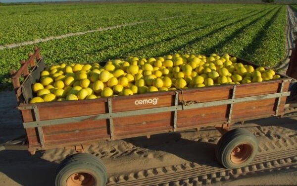 Ceará atinge a quarta posição em exportações no Nordeste por meio da fruticultura