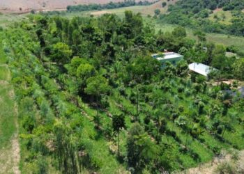 Essa startup entende a IA como inteligência agroflorestal
