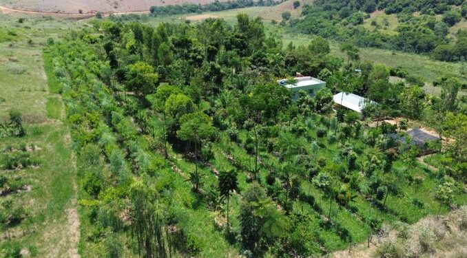 Essa startup entende a IA como inteligência agroflorestal