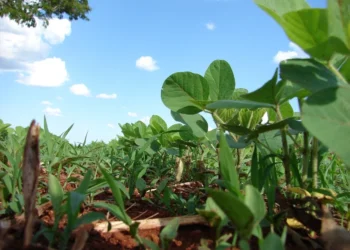 SNFZ11: Descubra a nova estratégia de terras Fiagro da Suno Asset