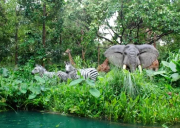 COP16: sete nações confirmam US$ 163 milhões para o Fundo Global para a Biodiversidade