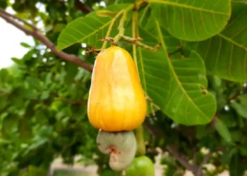 Confira a lista das 7 cidades cearenses que mais produzem castanha de caju no Brasil