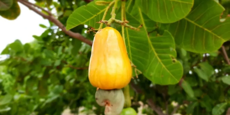 Confira a lista das 7 cidades cearenses que mais produzem castanha de caju no Brasil