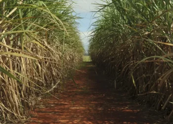 Queda na produção de cana: por que o Ceará perdeu 80% da produção nos últimos 50 anos?